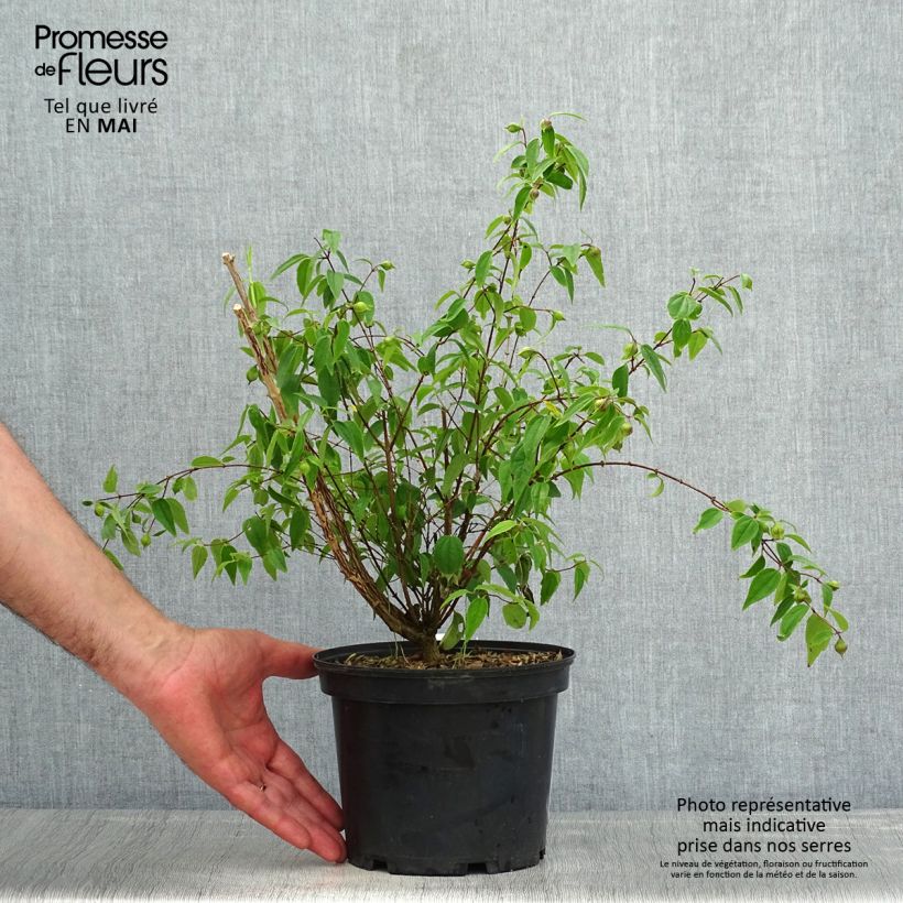 Amostra de Philadelphus mexicanus Vaso de 3 L/4 L tal como entregue na primavera