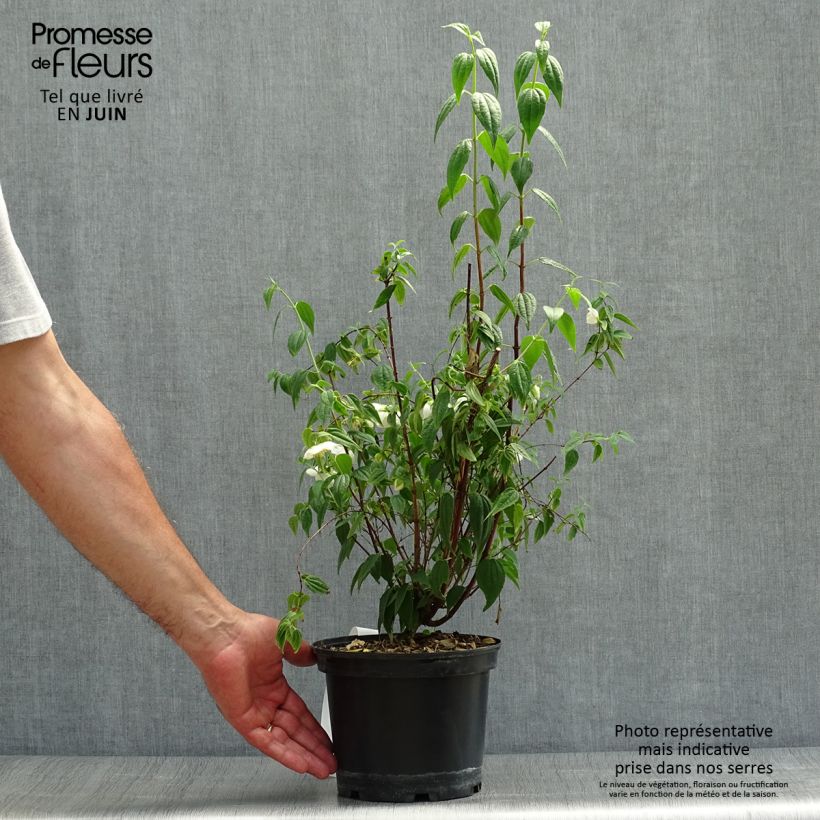 Amostra de Philadelphus mexicanus Vaso de 3 L/4 L tal como entregue no verão
