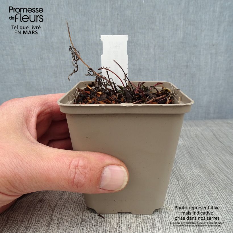 Amostra de Serratula seoanei - Serratule de Seoane Vaso de 8/9 cm tal como entregue no inverno