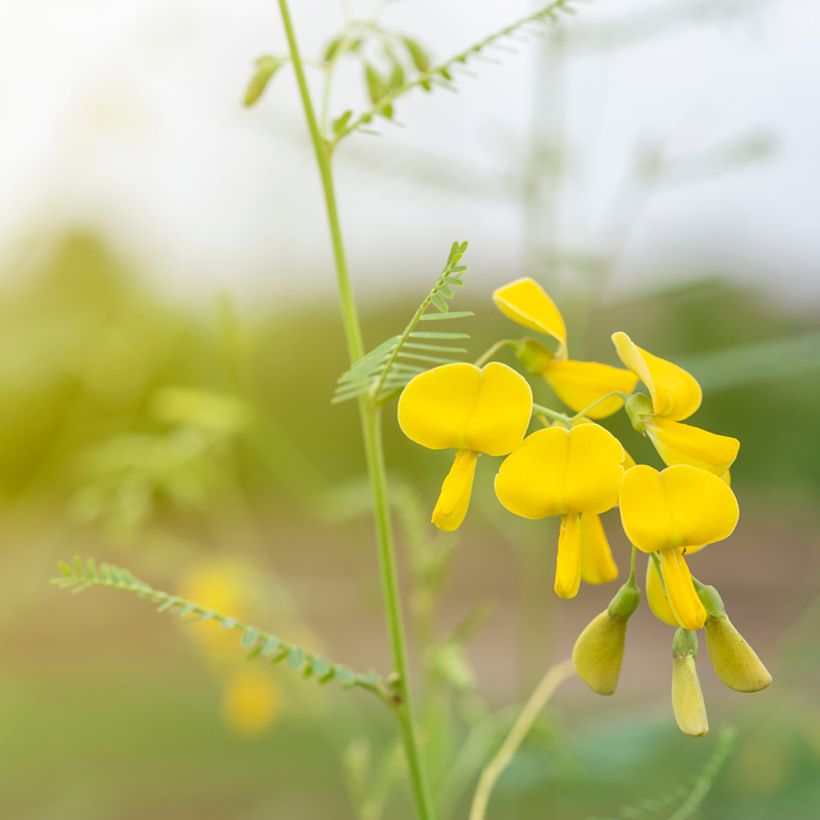 Sesbania javanica (Floração)