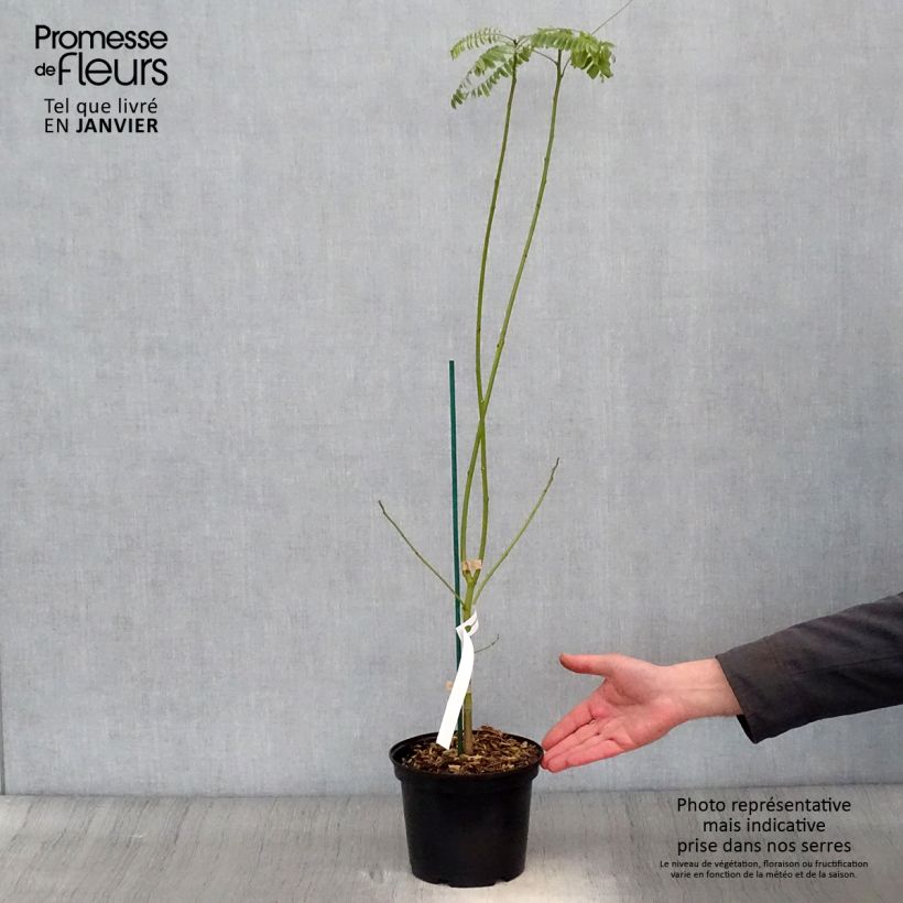 Amostra de Sesbania punicea Vaso de 2 L/3 L tal como entregue no inverno