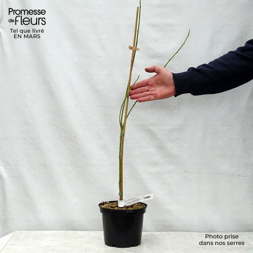 Amostra de Sesbania punicea Vaso de 2 L/3 L tal como entregue na primavera