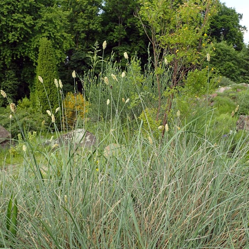 Sesleria argentea (Hábito)
