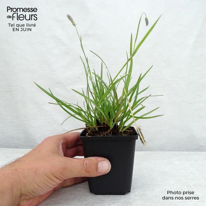 Amostra de Sesleria argentea Vaso de 8/9 cm tal como entregue no verão