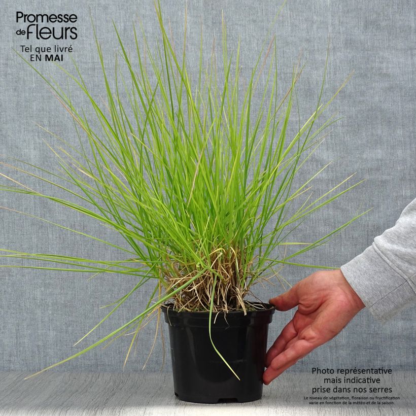 Amostra de Sesleria autumnalis Vaso de 2 L/3 L tal como entregue na primavera