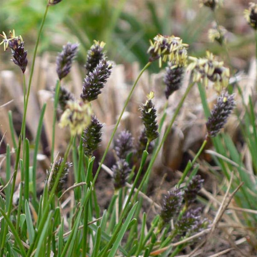 Sesleria caerulea (Floração)