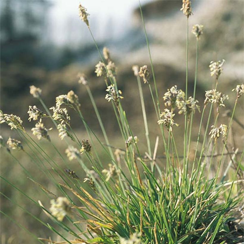 Sesleria caerulea (Hábito)