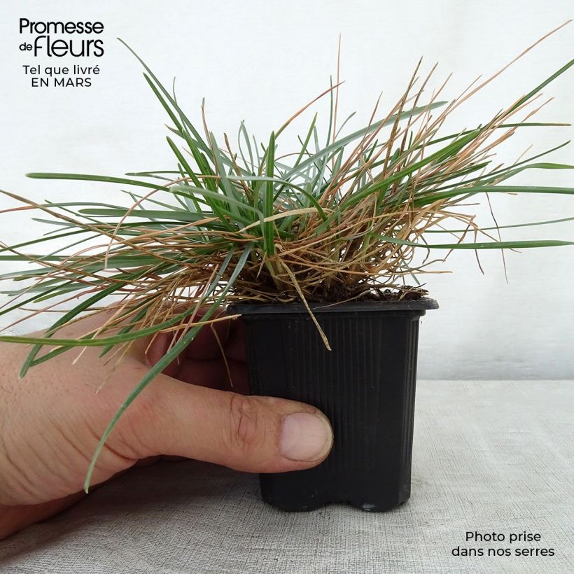 Amostra de Sesleria caerulea Vaso de 8/9 cm tal como entregue na primavera