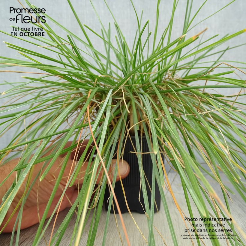 Amostra de Sesleria caerulea Vaso de 8/9 cm tal como entregue no outono