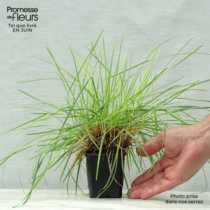 Amostra de Sesleria caerulea Vaso de 8/9 cm tal como entregue no verão