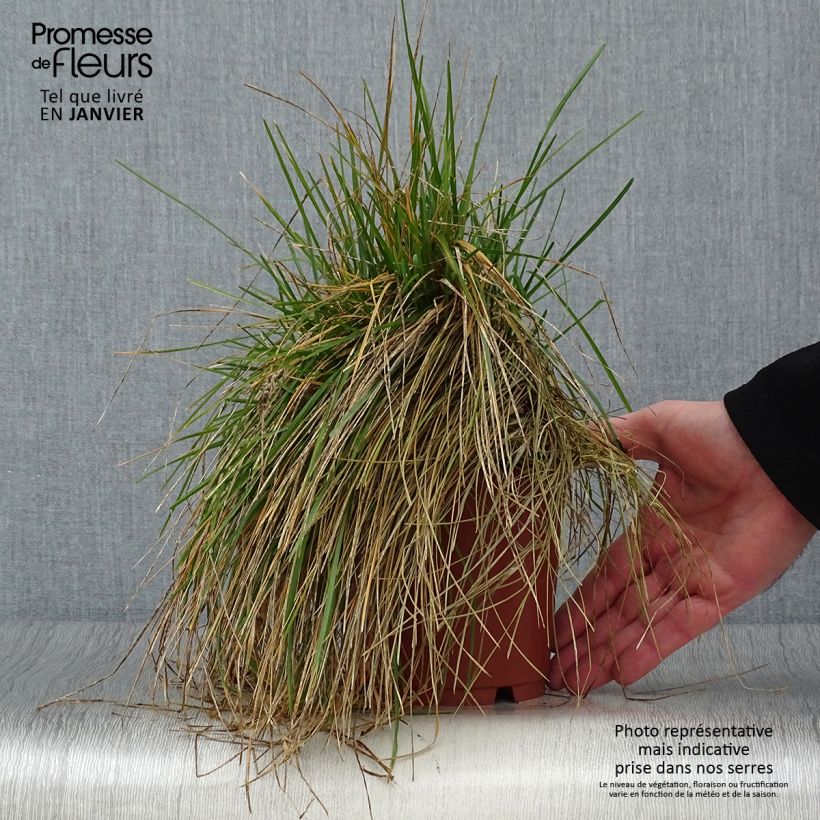 Amostra de Sesleria caerulea - Seslérie bleue Vaso de 1 L/1,5 L tal como entregue no inverno