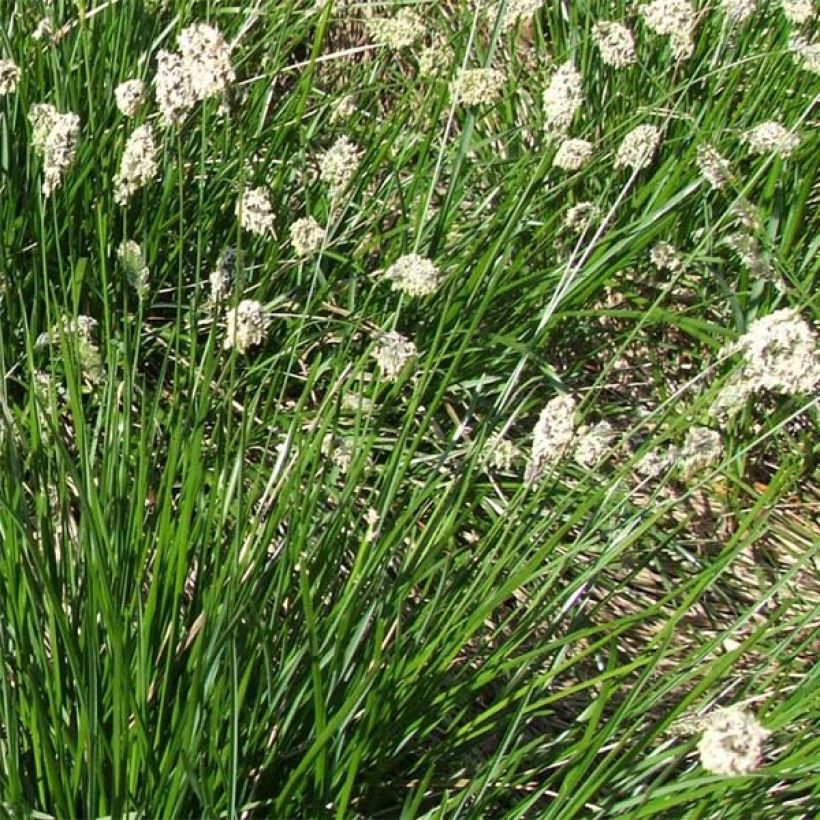 Sesleria heufleriana (Floração)