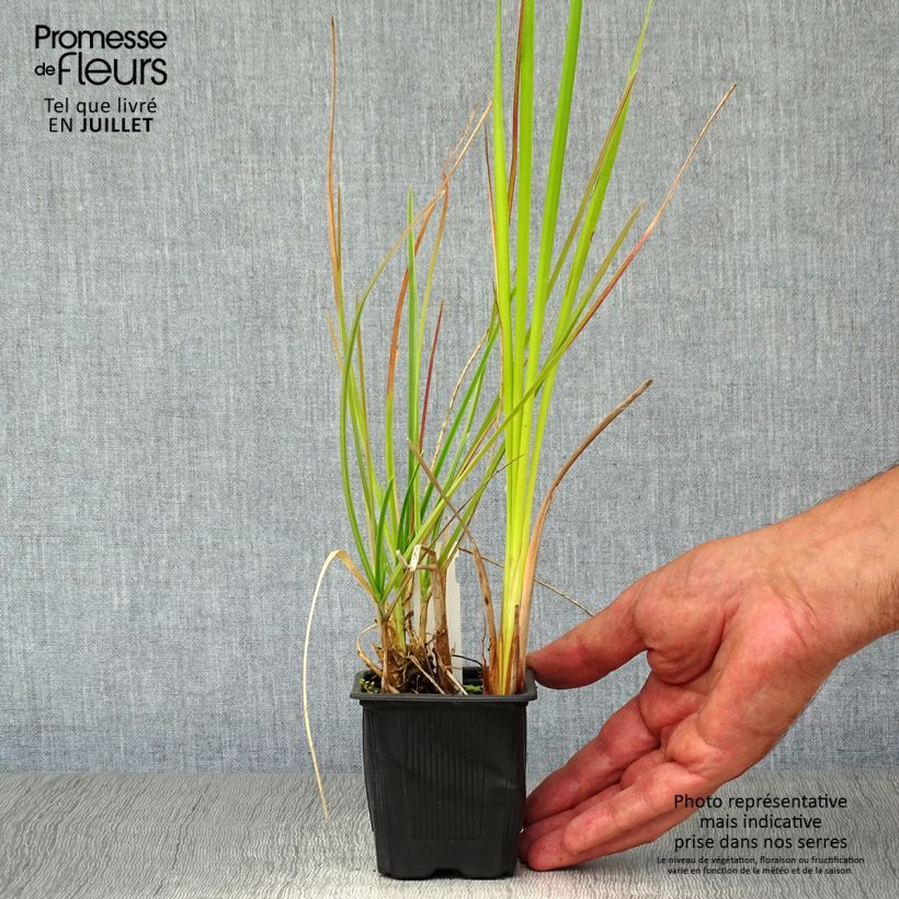 Amostra de Sesleria heufleriana Vaso de 8/9 cm tal como entregue no verão