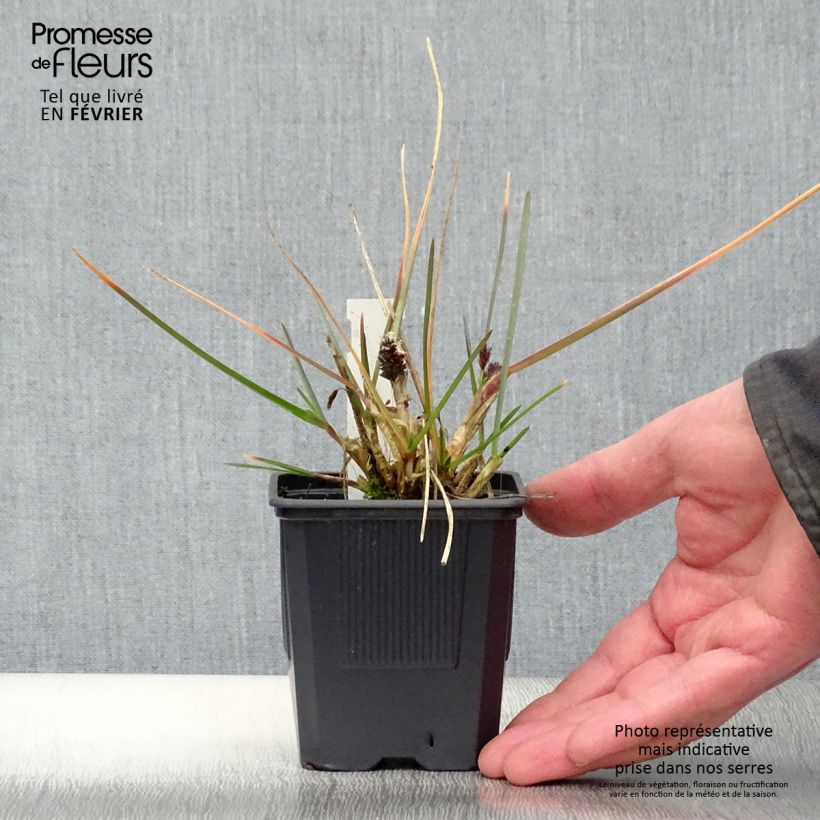 Amostra de Sesleria heufleriana - Seslerie Vaso de 8/9 cm tal como entregue no inverno