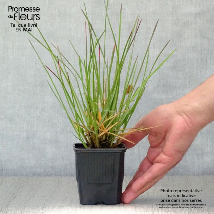 Amostra de Sesleria heufleriana Vaso de 8/9 cm tal como entregue na primavera