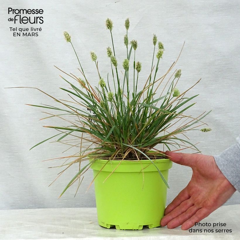 Amostra de Sesleria heufleriana Vaso de 2 L/3 L tal como entregue na primavera