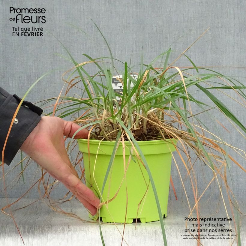 Amostra de Sesleria heufleriana - Seslerie Vaso de 2 L/3 L tal como entregue no inverno