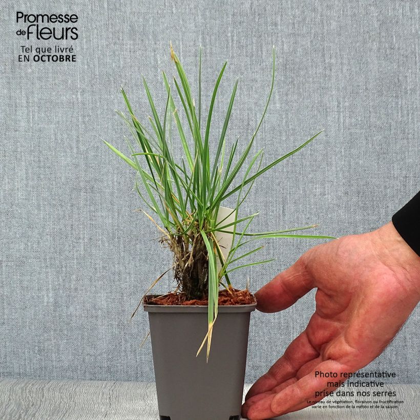Amostra de Sesleria nitida Vaso de 8/9 cm tal como entregue no outono