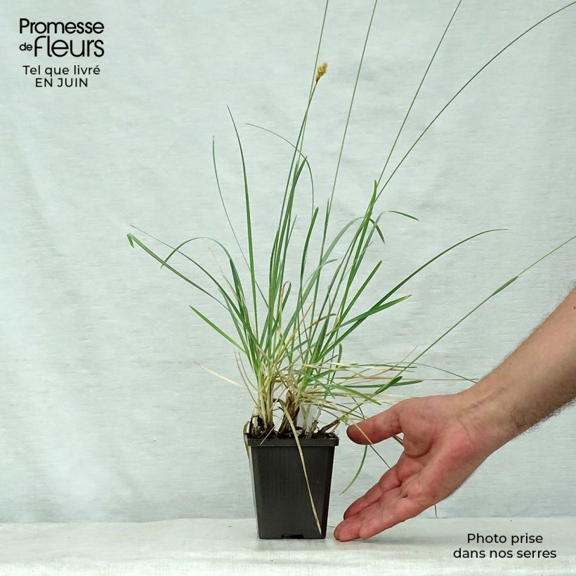 Amostra de Sesleria nitida Vaso de 8/9 cm tal como entregue no verão