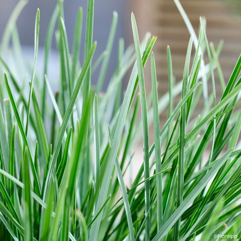 Sesleria heufleriana Blue Porcupine (Folhagem)