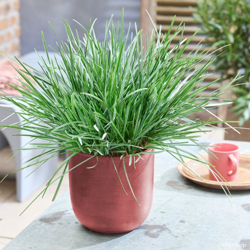 Sesleria heufleriana Blue Porcupine (Hábito)