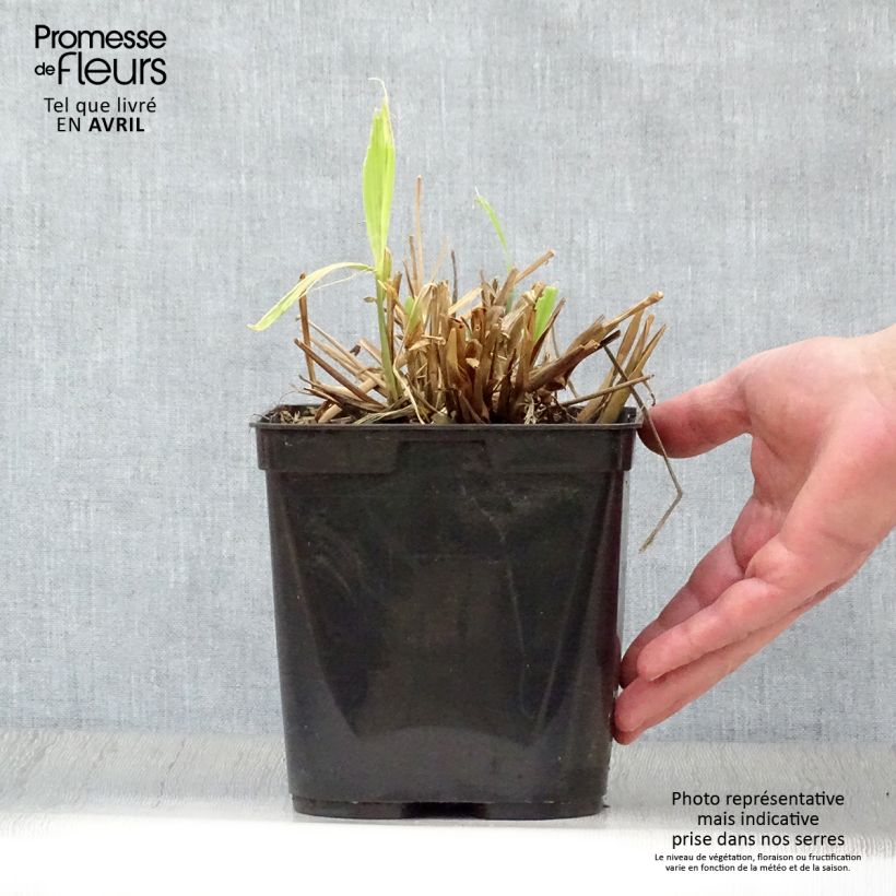 Amostra de Setaria palmifolia Vaso de 2 L/3 L tal como entregue na primavera