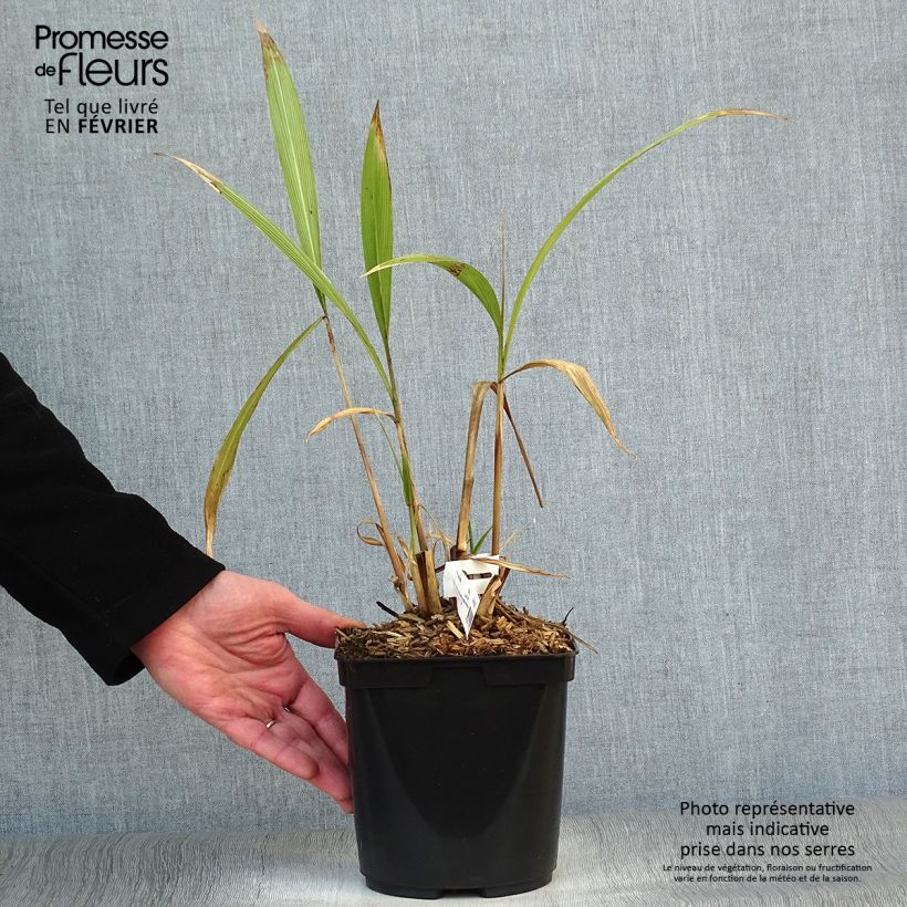 Amostra de Setaria palmifolia - Herbe-palmier Vaso de 2 L/3 L tal como entregue no inverno