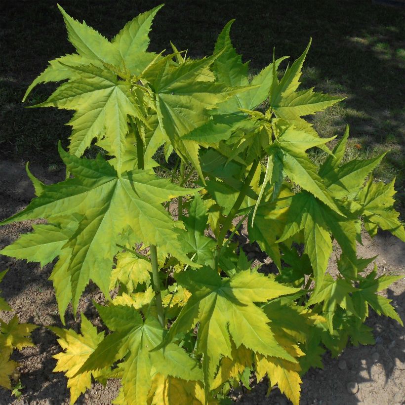 Sida hermaphrodita (Folhagem)