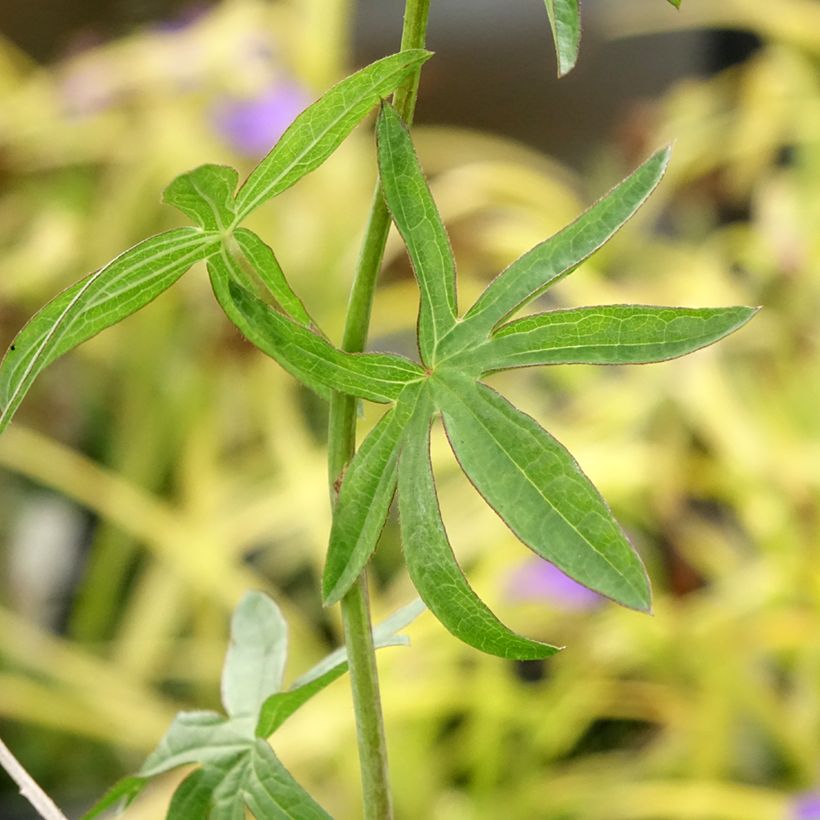 Sidalcea Candy Girl (Folhagem)