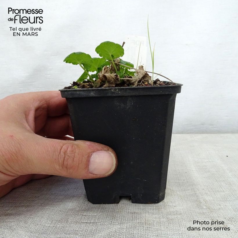 Amostra de Sidalcea Little Princess Vaso de 8/9 cm tal como entregue na primavera