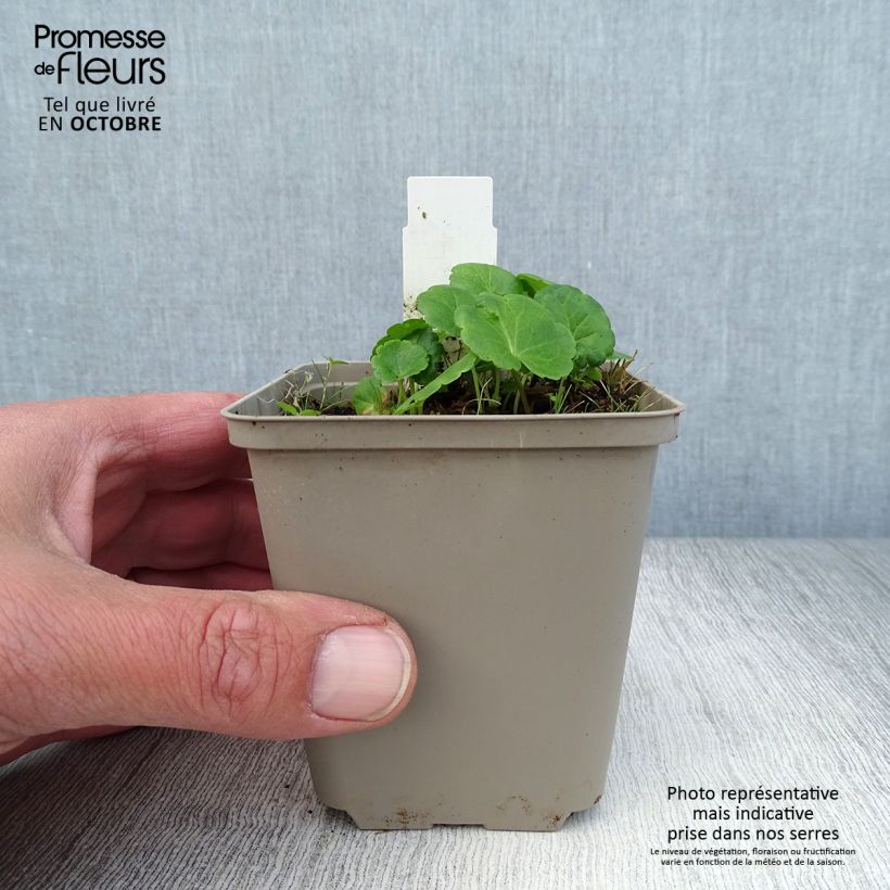 Amostra de Sidalcea Little Princess Vaso de 8/9 cm tal como entregue no outono