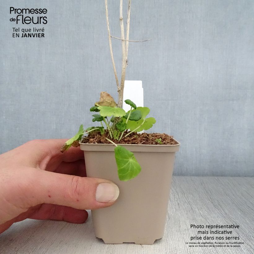 Amostra de Sidalcea Little Princess Vaso de 8/9 cm tal como entregue no inverno