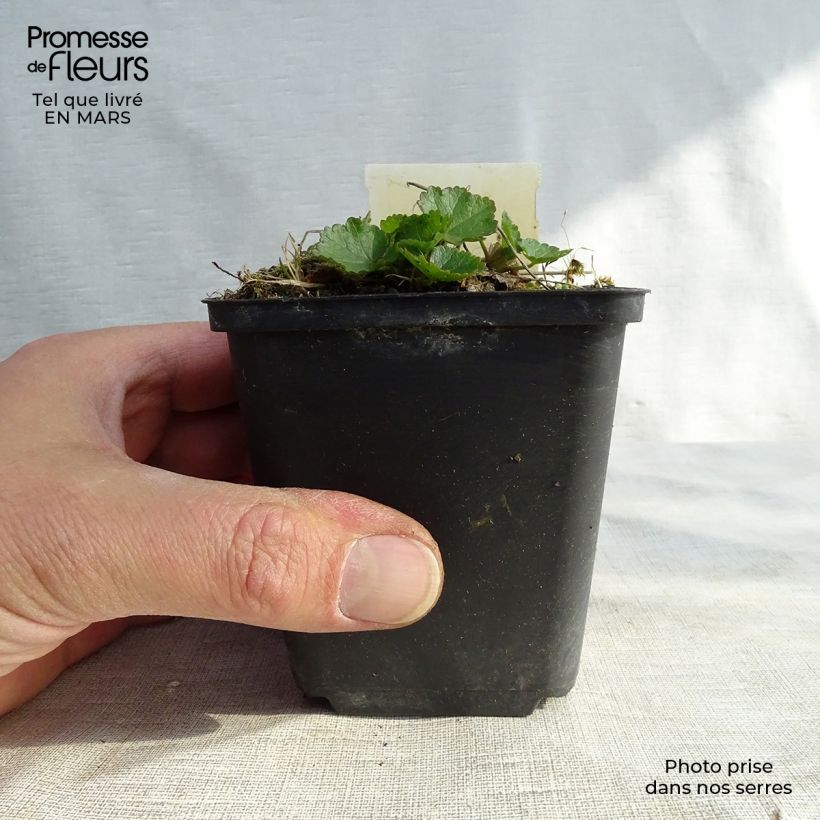 Amostra de Sidalcea Oberon Vaso de 8/9 cm tal como entregue na primavera