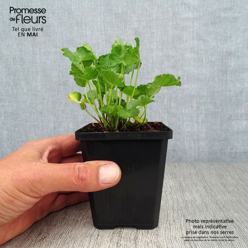 Amostra de Sidalcea Party Girl Vaso de 8/9 cm tal como entregue na primavera