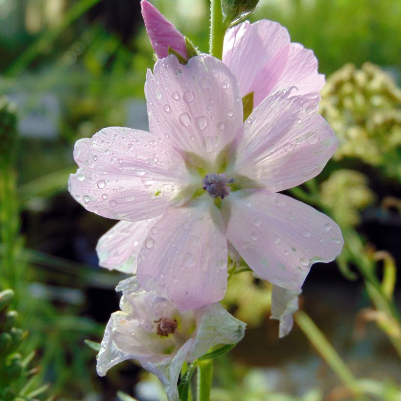 Sidalcea malviflora Elsie Heugh (Floração)