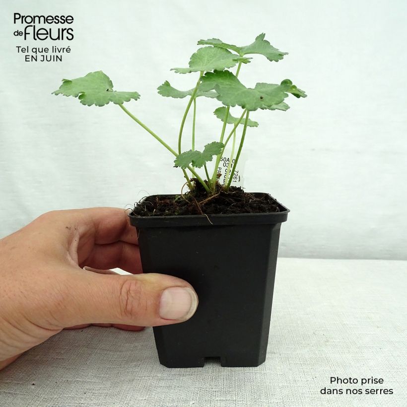 Amostra de Sidalcea malviflora Elsie Heugh Vaso de 8/9 cm tal como entregue no verão
