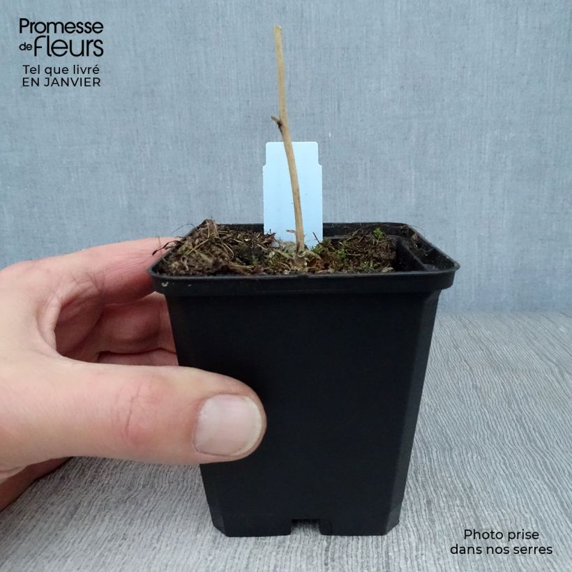 Amostra de Sidalcea malviflora Elsie Heugh Vaso de 8/9 cm tal como entregue no inverno