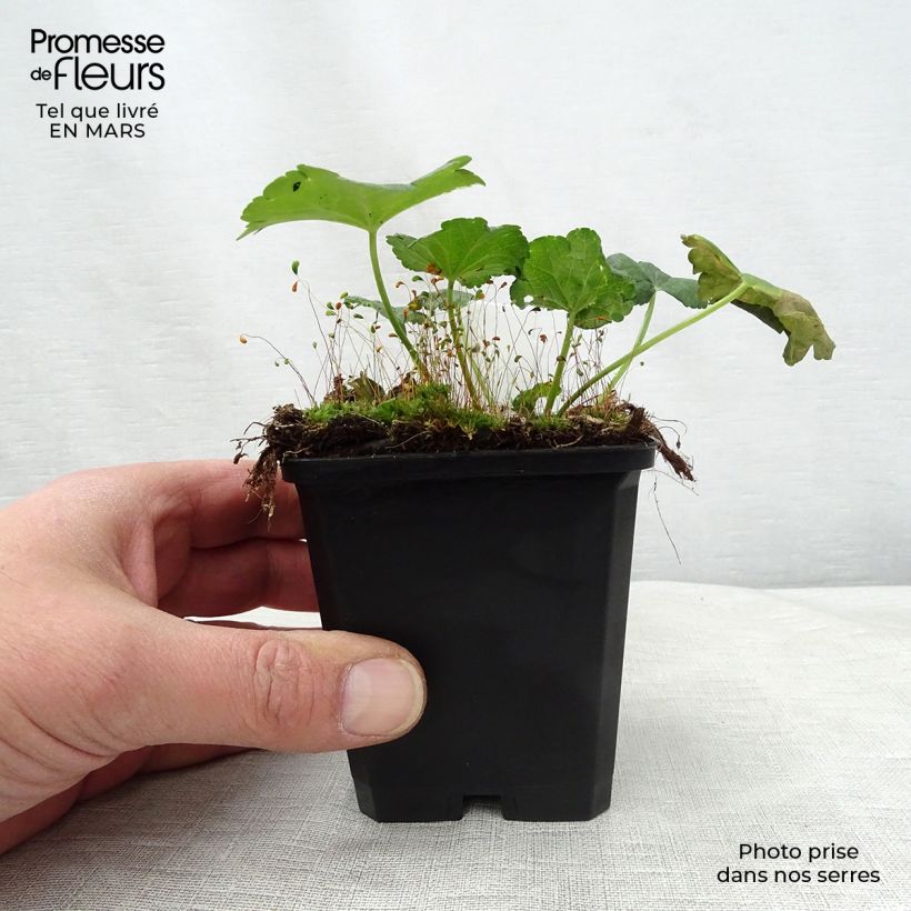 Amostra de Sidalcea malviflora Elsie Heugh Vaso de 8/9 cm tal como entregue na primavera