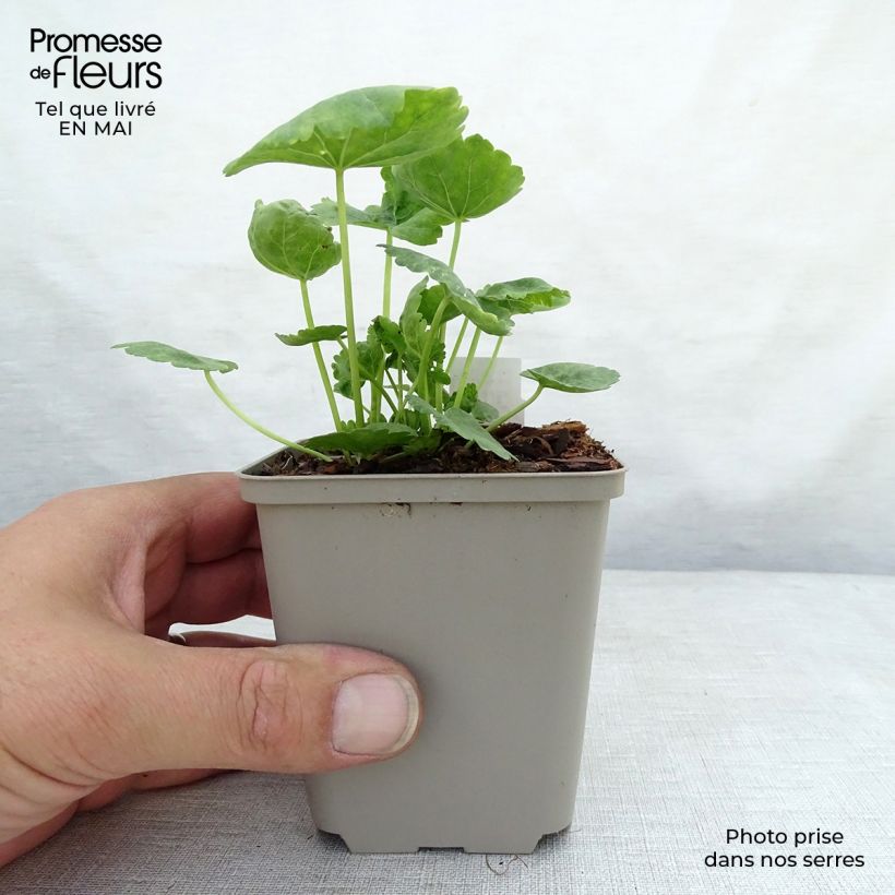 Amostra de Sidalcea oregana Brilliant Vaso de 8/9 cm tal como entregue na primavera