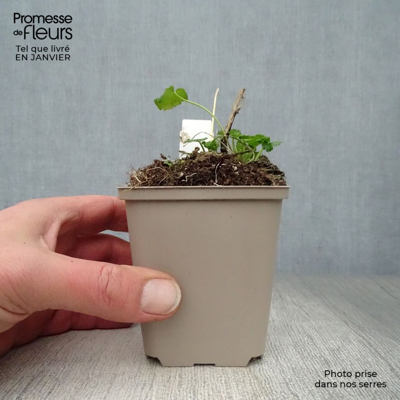 Amostra de Sidalcea oregana Brilliant - Sidalcée Vaso de 8/9 cm tal como entregue no inverno