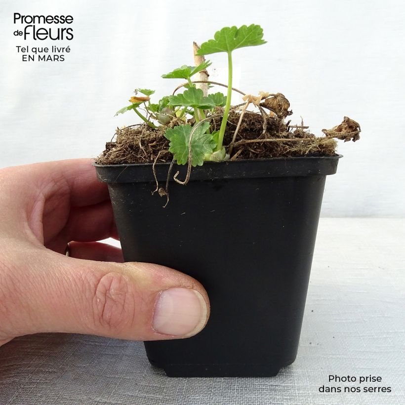 Amostra de Sidalcea candida Vaso de 8/9 cm tal como entregue na primavera