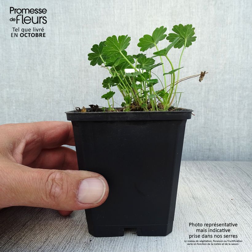 Amostra de Sidalcea candida Vaso de 8/9 cm tal como entregue no outono