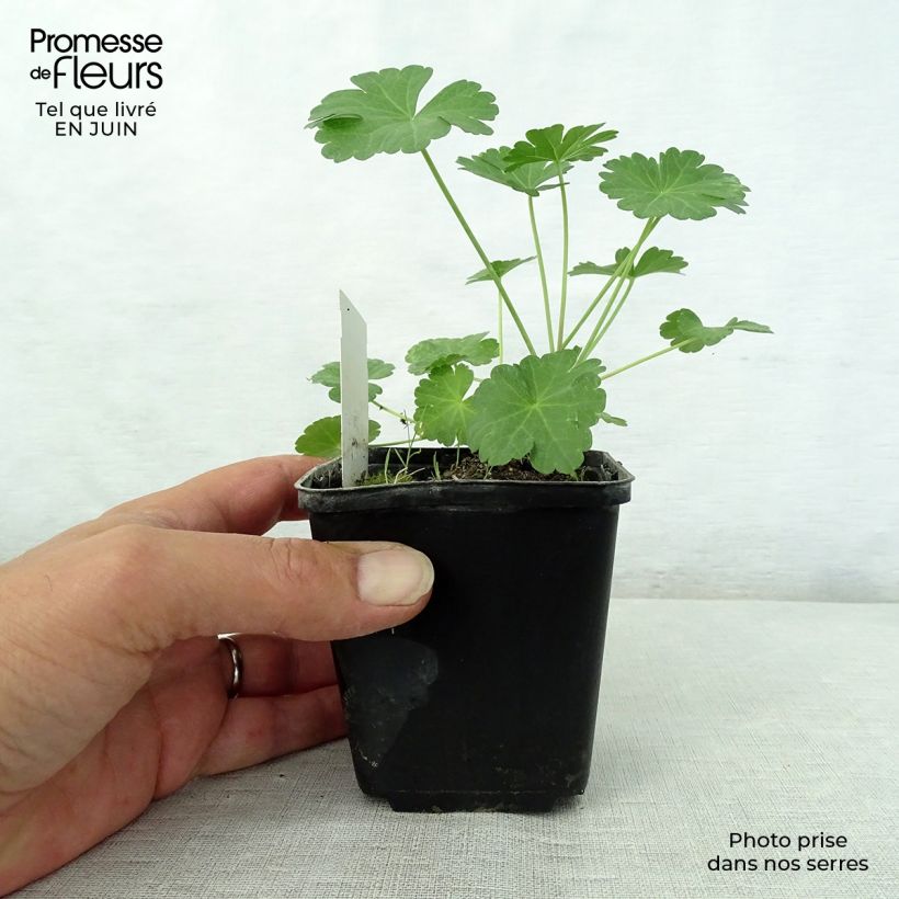 Amostra de Sidalcea candida Vaso de 8/9 cm tal como entregue no verão