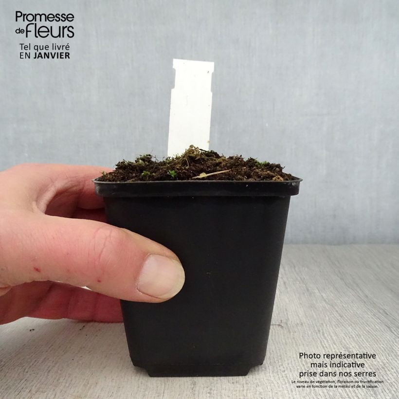 Amostra de Sidalcea ou sidalcée candida Vaso de 8/9 cm tal como entregue no inverno