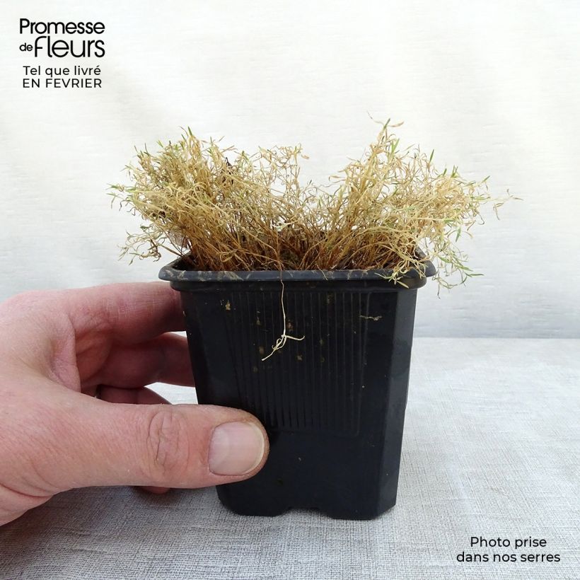 Amostra de Silene acaulis Godet de 7/8 cm tal como entregue no inverno