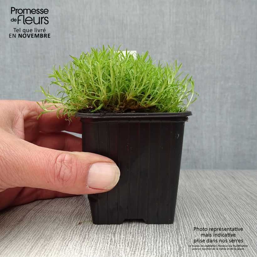 Amostra de Silene acaulis Vaso de 7/8 cm tal como entregue no outono