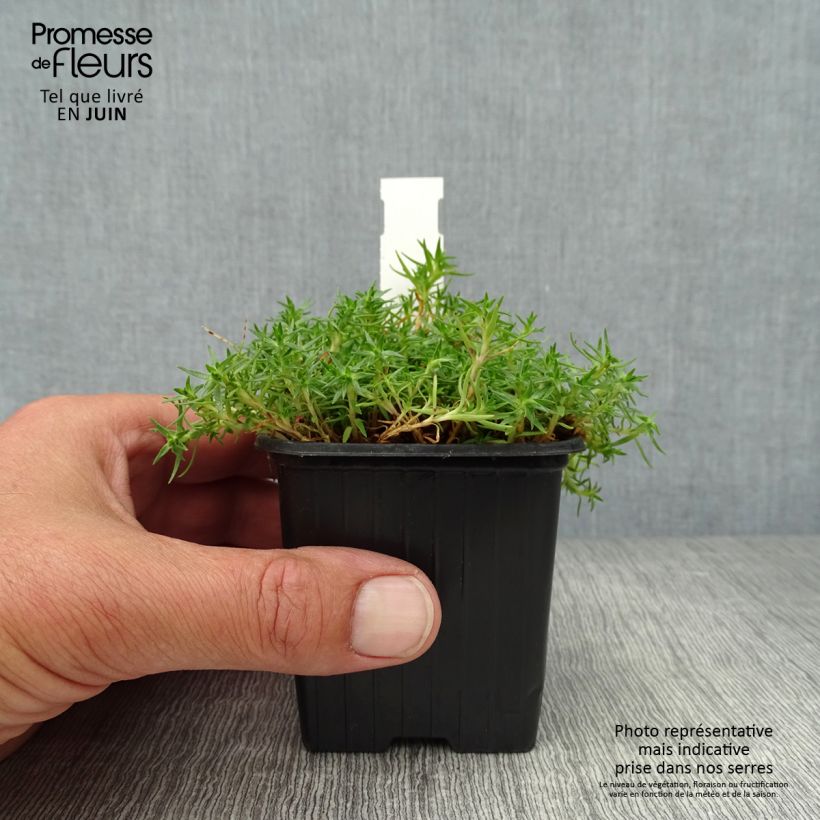 Amostra de Silene acaulis Vaso de 7/8 cm tal como entregue no verão