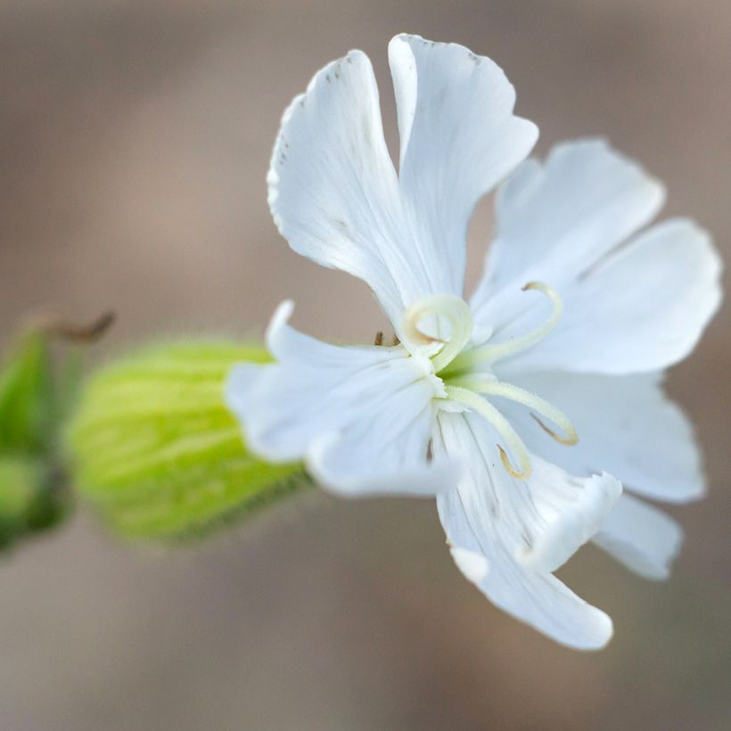 Silene latifolia subsp. alba (Floração)