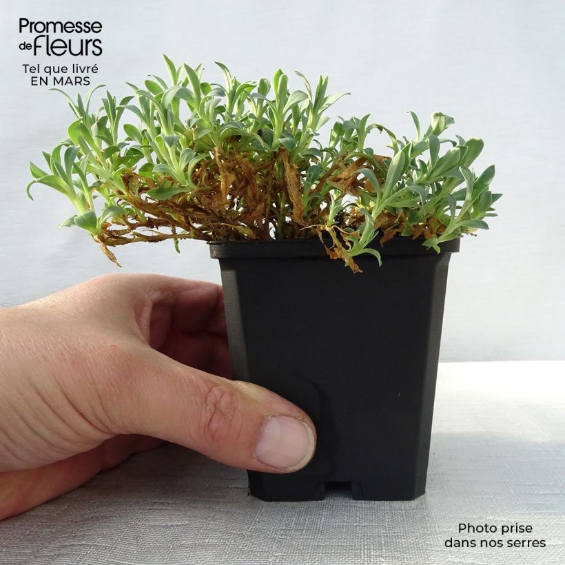 Amostra de Silene uniflora Weisskehlchen Vaso de 8/9 cm tal como entregue na primavera