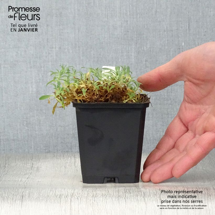 Amostra de Silene uniflora Weisskehlchen Vaso de 8/9 cm tal como entregue no inverno